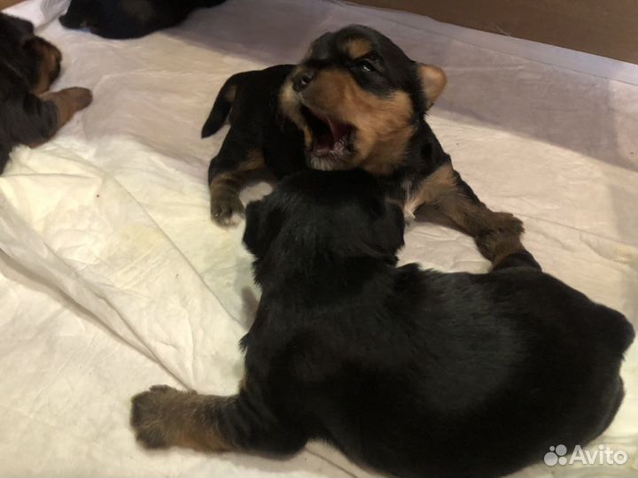 Йоркширский терьер