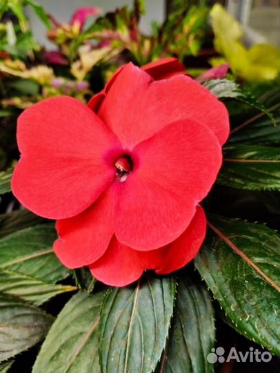 Бальзамин новогвинейский