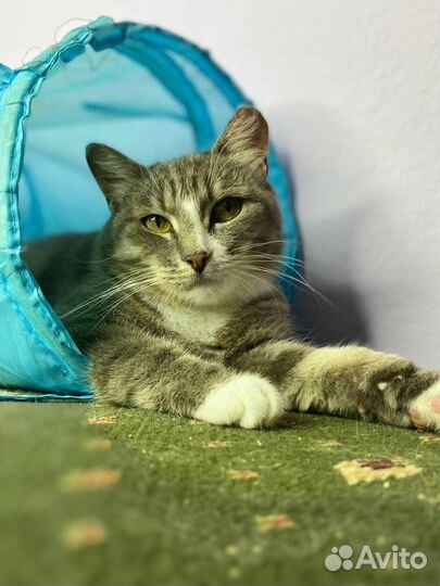 Беспроблемная уютная кошка. Стерил, привита