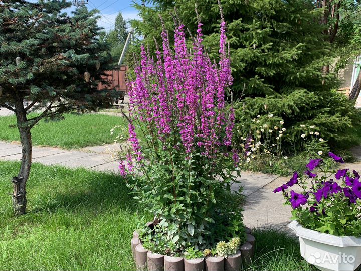 Дербенник иволистный