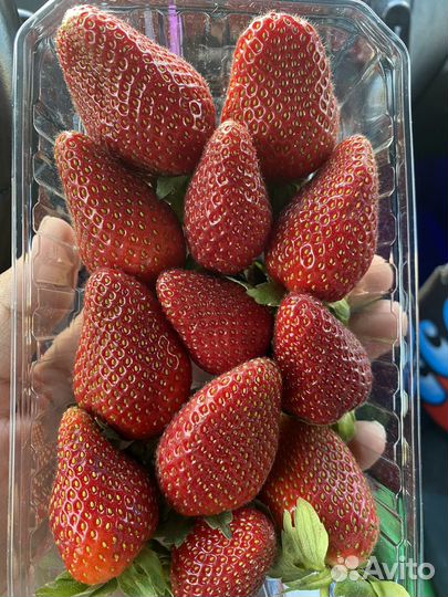 Клубника свежая оптом