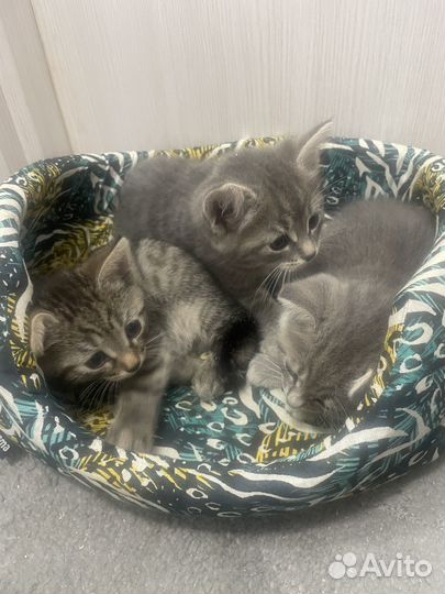 Котята в добрые руки 2 месяца