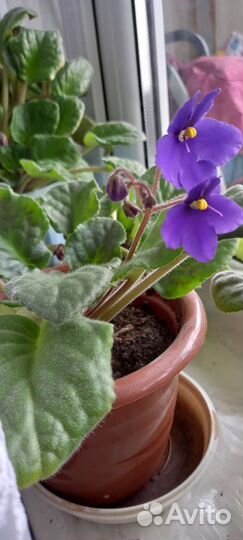 Сортовые фиалки