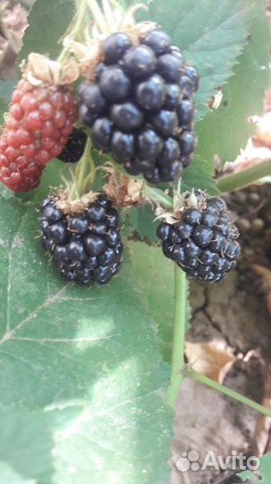 Саженцы ежевики