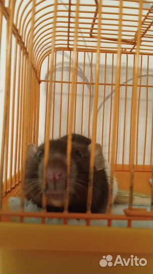 Крыса дамбо