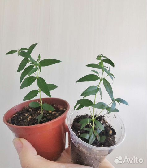 Миртовое дерево (мирт )