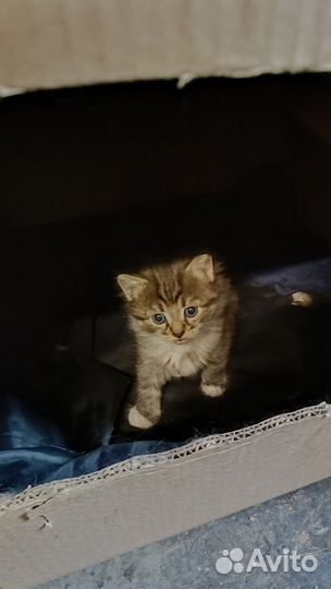 Котята в дар