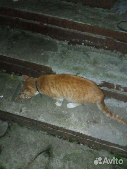 Рыжий котик