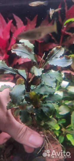 Буцефаландры