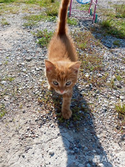 Котята в добрые руки 1 месяц