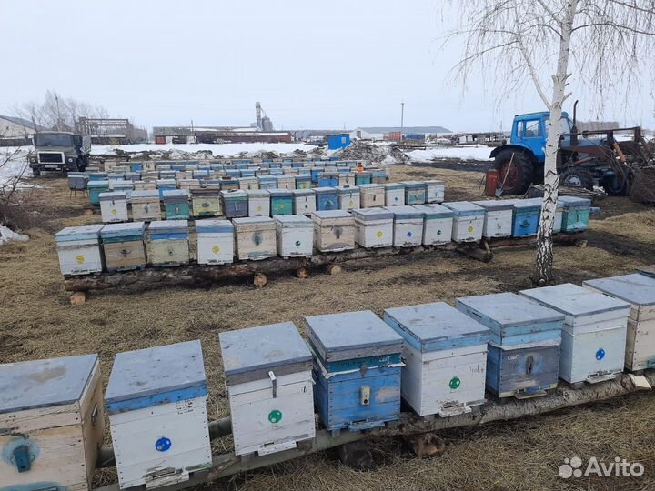 Продам пчелосемьи