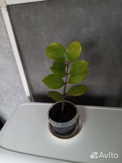 Замиокулькас