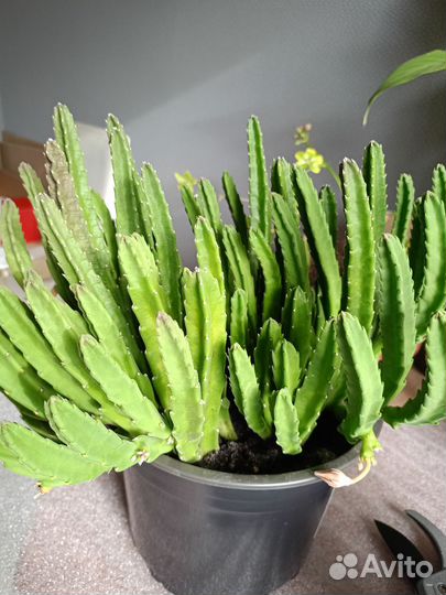 Стапелия и другие цветы