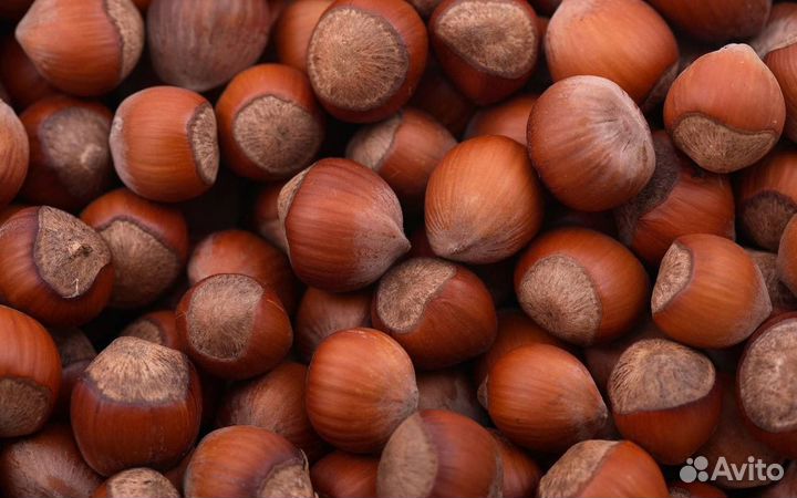 Орех фундук