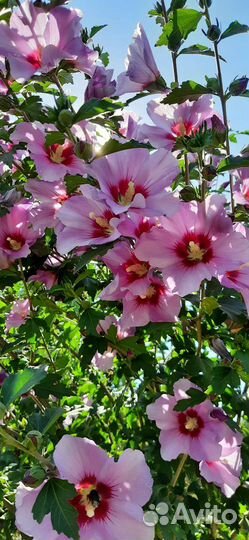 Саженцы. Гибискус сирийский древовидный