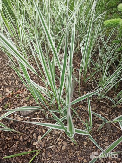 Трава осока