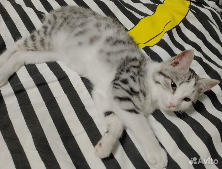 Котенок в добрые руки