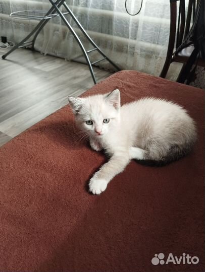 Котенок мальчик