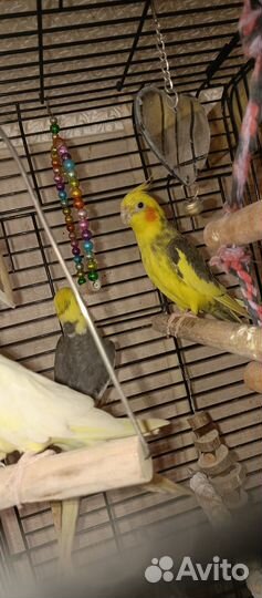 Птенцы попугаи Корелла с клеткой