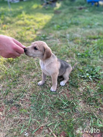 Щенки русской гончей