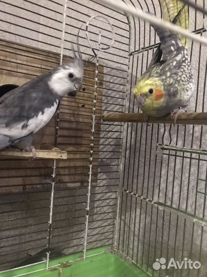 Пара корелл