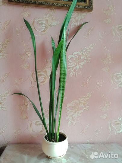 Цветы Сансевиерия