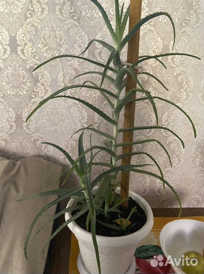 Растение «алоэ»