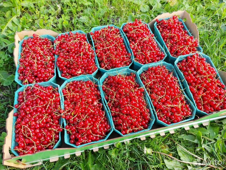 Смородина, крыжовник, лисички, голубика