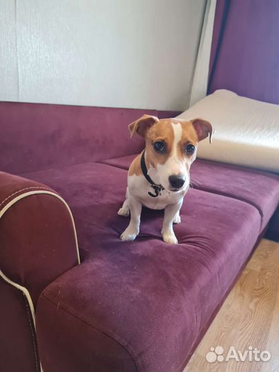 Джек Рассел терьер