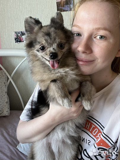 Догситер, передержка для собак и кошек