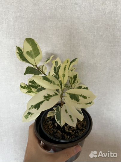 Фикус альбомаргината, фикус тинеке