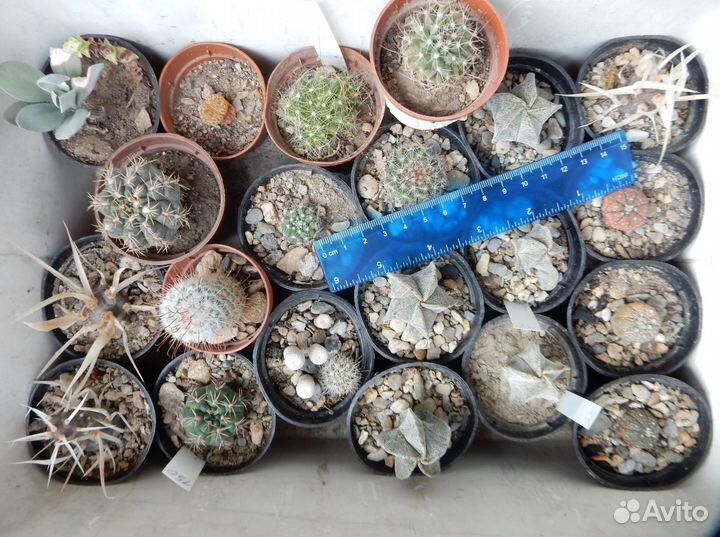 Кактусы и не только