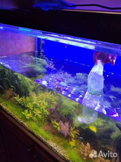 Чистка аквариума