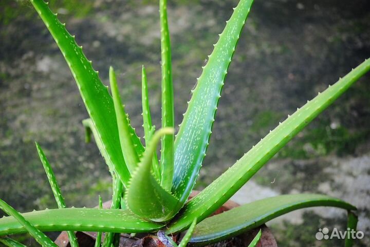 Комнатное растение Алоэ Вера (Алоэ истинное)