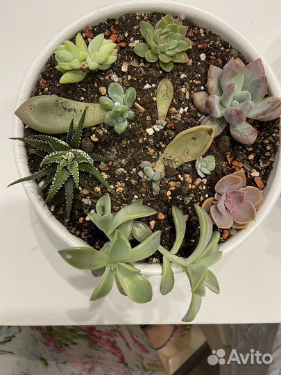 Флорариум суккуленты