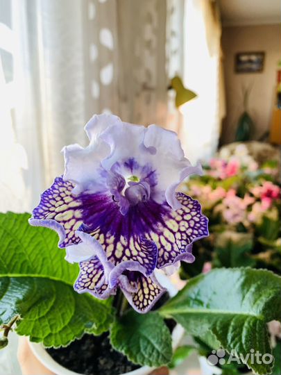 Стрептокарпус