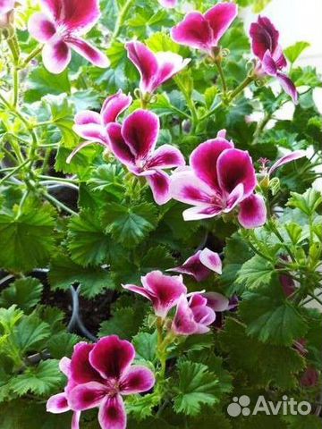 Королевская душистая герань (пеларгония), Ангелоче