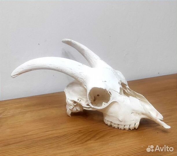 Череп барана