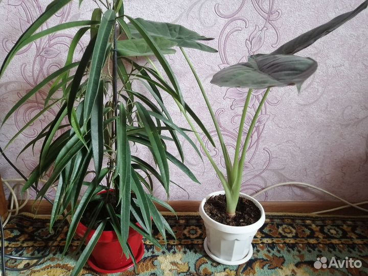 Сансевиерия