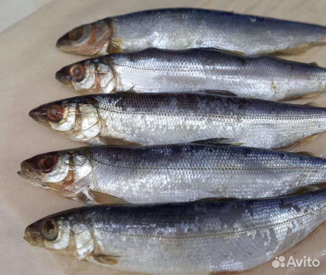 Рыба Сибири