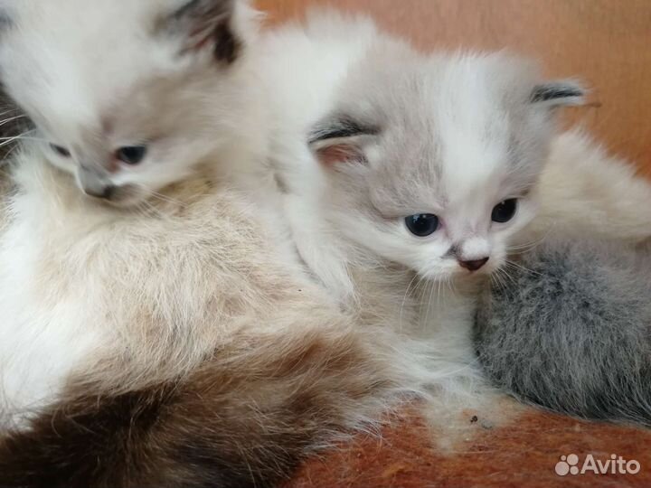Невская кошечка