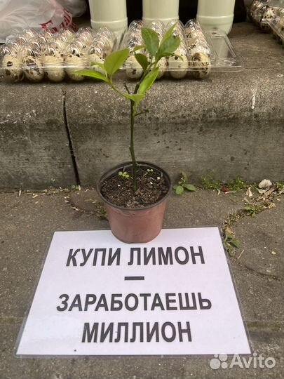 Саженцы черной смородины