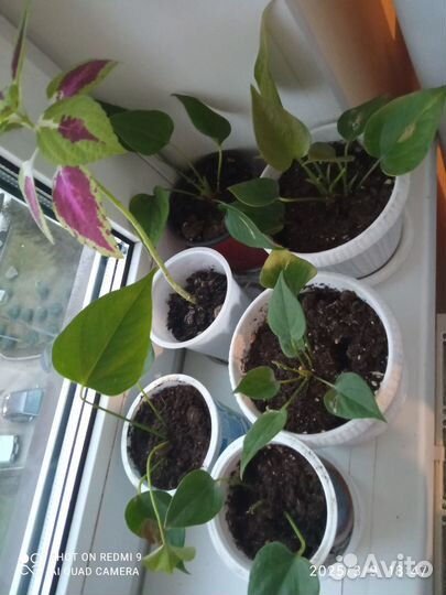 Алоказия венти, Алое, и мужское счастье