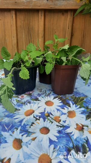 Мята,Салат листовой, Малина тибетская