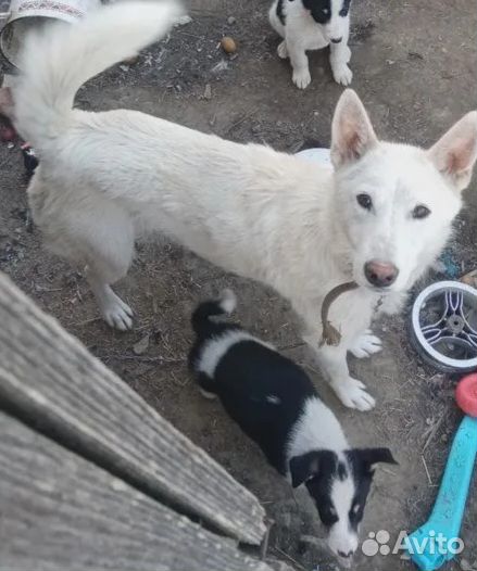 Отдам щенков в добрые руки бесплатно