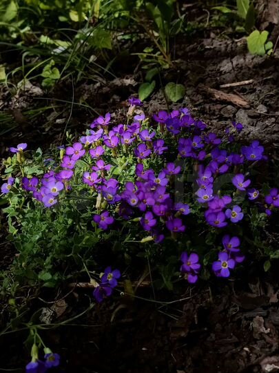 Дача 24 м² на участке 4 сот.