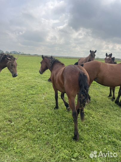 Лошадь кобылы