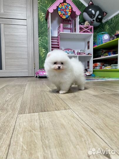 Мальчик и девочка промеранмкий шпиц