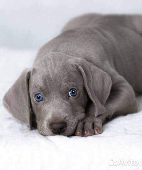 Щенки веймаранера от чемпионов