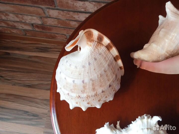 Ракушки морские